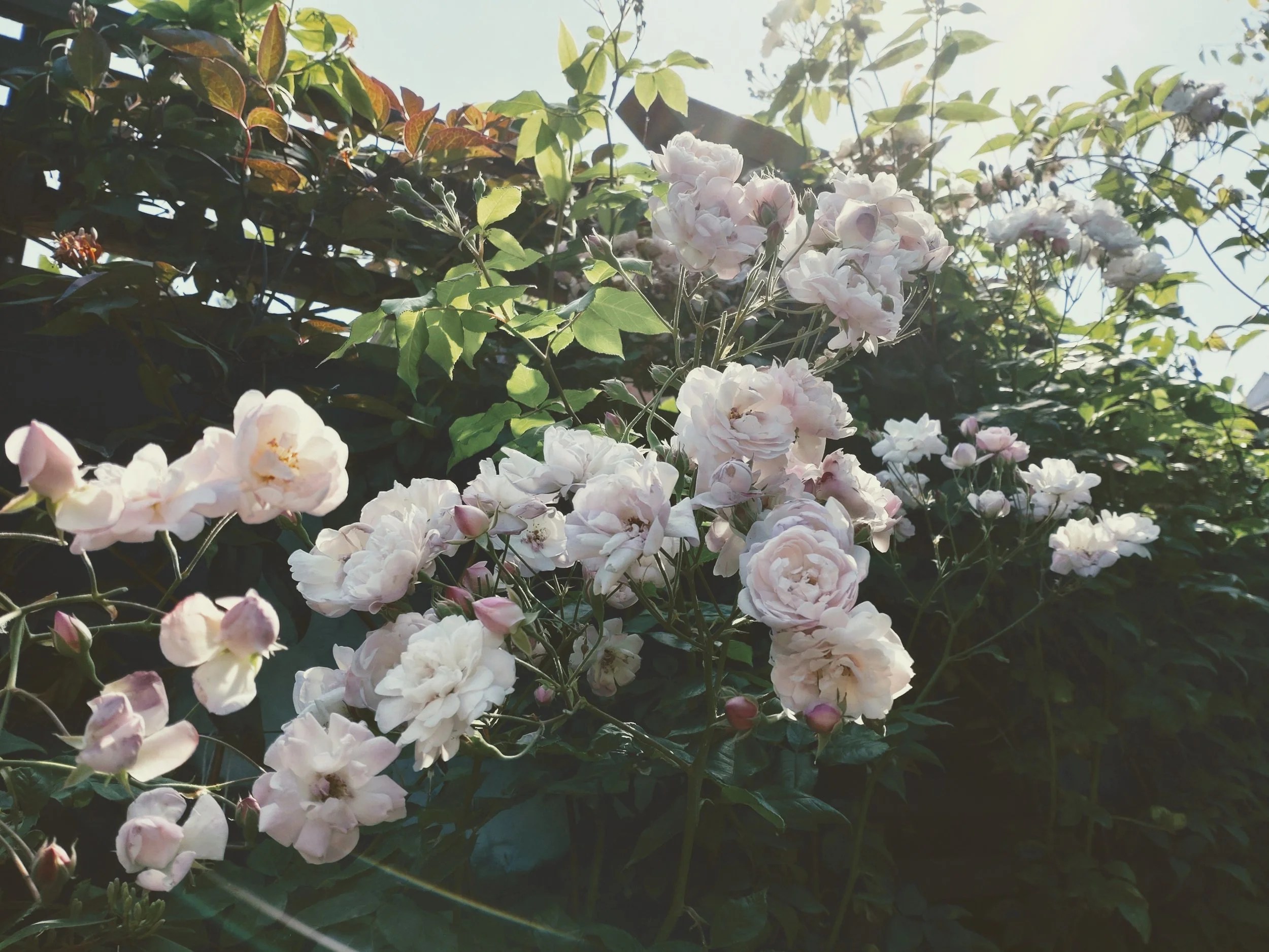 Initial consultation